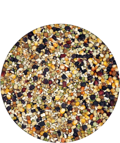 #1764 VL PLUS IC CHAMPION, BLACK LABEL, 10lbs